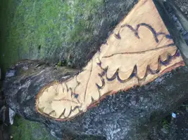 detailed-oak-leaf-chainsaw-carving.jpg