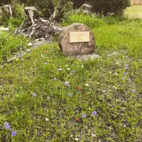 wild-flowers-and-stumpery.jpg